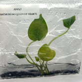 Anthurium queen of hearts (1 plant/bag) Tissue culture