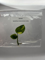 Monstera standleyana Variegated (1 plantlet/bag) Tissue culture