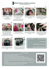 Alocasia Black Stem Aurea Variegated (1 plant/bag) Tissue culture