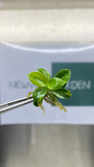 Philodendron Green Princess Variegated (1 plantlet/bag) Tissue culture