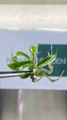 Philodendron florida beauty x tortum Var. (1 plantlet/bag) Tissue culture