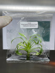 Homalomena Rubescens "Star" Var. (Mutation) (1 plant/bag) Tissue culture