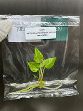 Anthurium 'Renaissance'Yellow Var. (1 plantlet/bag) Tissue culture