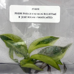 Philodendron Billietiae x Jose Buono Variegated (1 plantlet/bag) Tissue culture