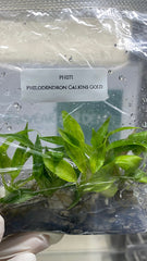 Philodendron Calkins Gold (5 plantlets/bag) Tissue culture