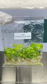 Philodendron Golden Xanadu (5 plantlets/bag) Tissue culture