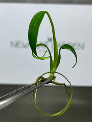 Monstera Burle Marx Frame (1 plantlet/bag) Tissue culture