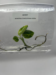 Monstera standleyana Variegated (1 plantlet/bag) Tissue culture