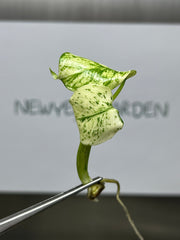 Monstera Deliciosa Mint Variegated (1 plantlet/bag) Tissue culture