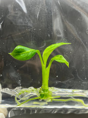 Dieffenbachia green magic (1 plantlet/bag) Tissue culture