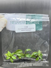 Philodendron gloriosum white vein back (5 plantlets/bag) Tissue culture