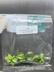 Philodendron gloriosum white vein back (5 plantlets/bag) Tissue culture