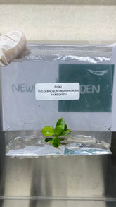 Philodendron Green Princess Variegated (1 plantlet/bag) Tissue culture