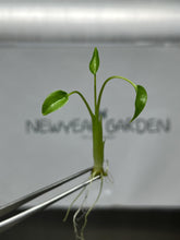 Alocasia Tiny Dancer (5 plantlets/bag)Tissue culture