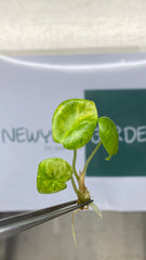 Alocasia Pink Dragon Variegated (1 plantlet/bag) Tissue culture