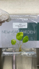 Alocasia Pink Dragon Variegated (1 plantlet/bag) Tissue culture