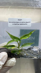 Philodendron florida beauty x tortum Var. (1 plantlet/bag) Tissue culture
