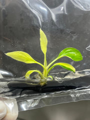 Homalomena rubescens Var. (Yellow) (1 plantlet/bag) Tissue Culture