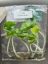 Alocasia Azlanii (5 plantlets/bag) Tissue culture