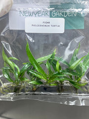Philodendron tortum (5 plantlets/bag) Tissue culture