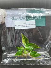 Philodendron melanochrysum Variegated (1 plantlet/bag) Tissue culture