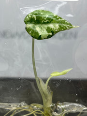 Alocasia Black Velvet Var. (Pink Albo) (1 plantlet/bag) Tissue culture
