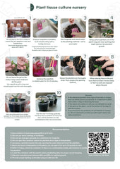 Alocasia cucullata albo Variegated (5 plantlets/bag) Tissue culture