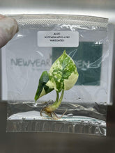 Alocasia Melo Variegated (1 plantlet/bag) Tissue culture
