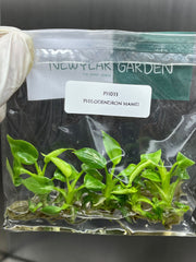 Philodendron mamei (5 plantlets/bag) Tissue culture