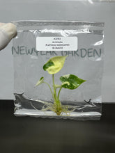 Alocasia Platinum Variegated (1 plantlet/bag) (B GRADE) Tissue culture