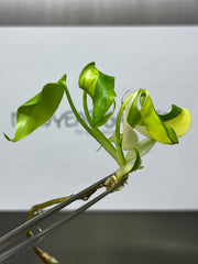 Monstera Aurea Borsigiana Variegated (1 plantlet/bag) Tissue culture