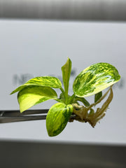 Philodendron Green Congo hybrid Var. (1 plantlet/bag) Tissue culture