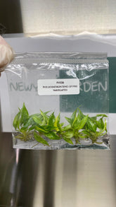 Philodendron Ring of fire variegated (5 plantlets/bag) Tissue culture