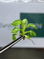 Philodendron verrucosum mint Variegated (1 plantlet/bag) Tissue culture