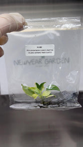 Philodendron Longilobatum Variegated (1 plantlet/bag) Tissue culture