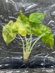 Alocasia wentii aurea Variegated (1 plantlet/bag) Tissue culture