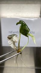 Alocasia Polly Pink Variegated (1 plantlet/bag) Tissue culture