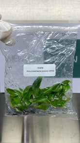 Philodendron Jungle fever (5 plantlets/bag) Tissue culture
