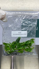 Philodendron Jungle fever (5 plantlets/bag) Tissue culture