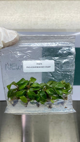 Philodendron red heart (5 plantlets/bag) Tissue culture