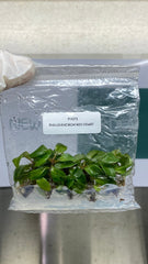 Philodendron red heart (5 plantlets/bag) Tissue culture