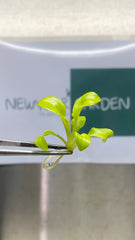 Philodendron bipinnatifidum gold (5 plantlets/bag) Tissue culture