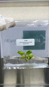 Philodendron micans Variegated (1 plantlet/bag) Tissue culture