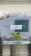 Philodendron micans Variegated (1 plantlet/bag) Tissue culture