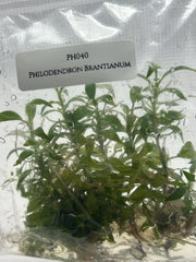 Philodendron Brantianum (5 plantlets/bag) Tissue culture