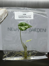 Alocasia Black Velvet Var. (Pink Albo) (1 plantlet/bag) Tissue culture