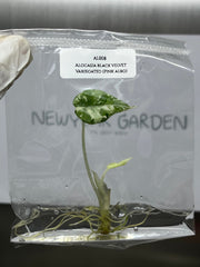 Alocasia Black Velvet Var. (Pink Albo) (1 plantlet/bag) Tissue culture
