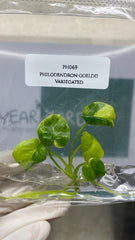 Philodendron goeldii variegated (1 plantlet/bag) Tissue culture