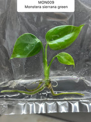 Monstera Sierrana Green (1 plantlet/bag) Tissue culture