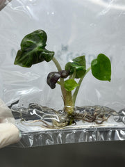 Alocasia Heart balloon GREEN (1 plantlet/bag) Tissue culture